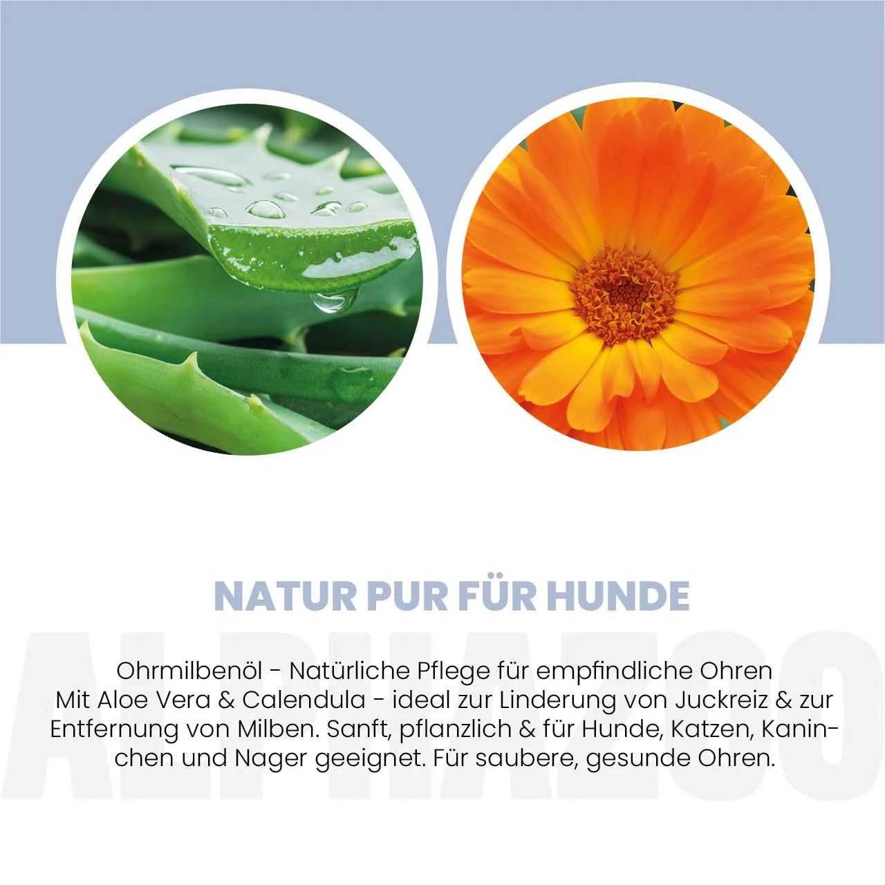 Ohrmilbenöl für Hunde – mit Aloe Vera & Calendula, sanft & pflegend