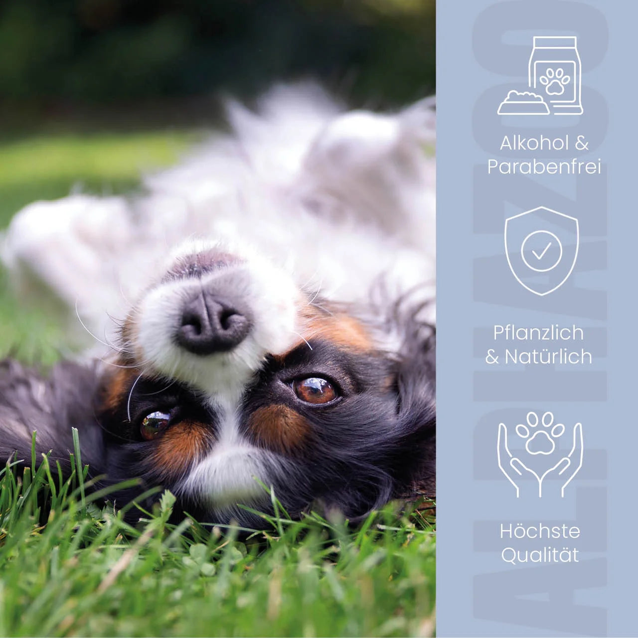 Ohrmilbenöl für Hunde – mit Aloe Vera & Calendula, sanft & pflegend