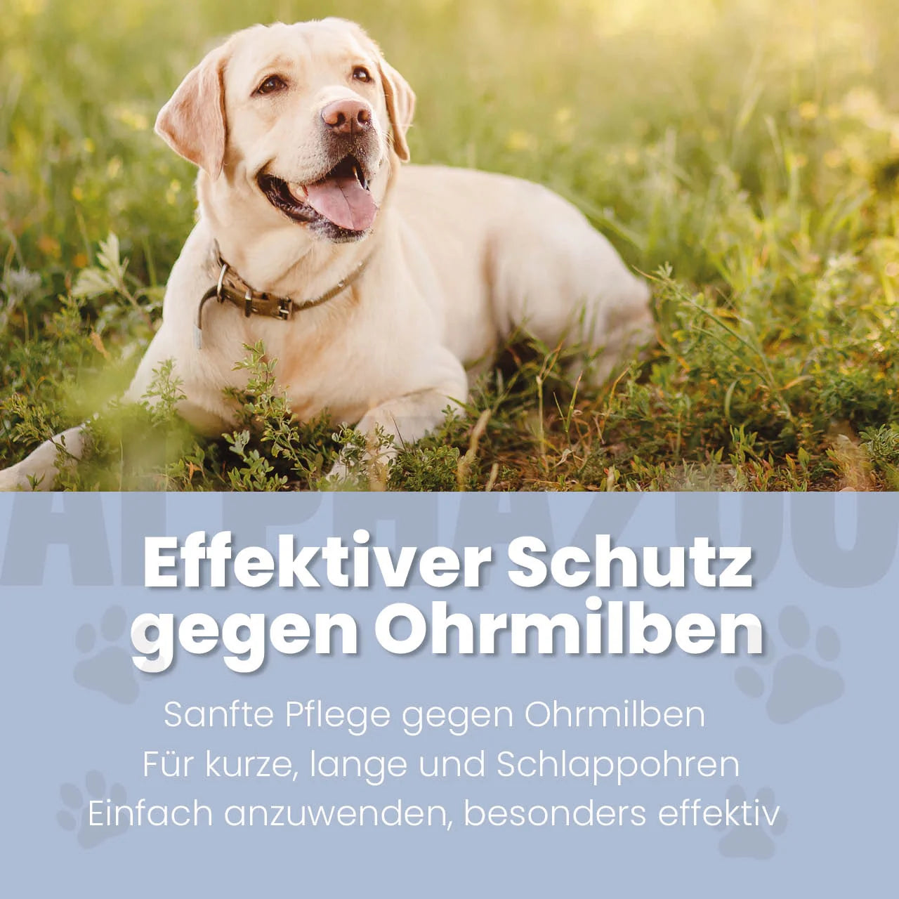 Ohrmilbenöl für Hunde – mit Aloe Vera & Calendula, sanft & pflegend