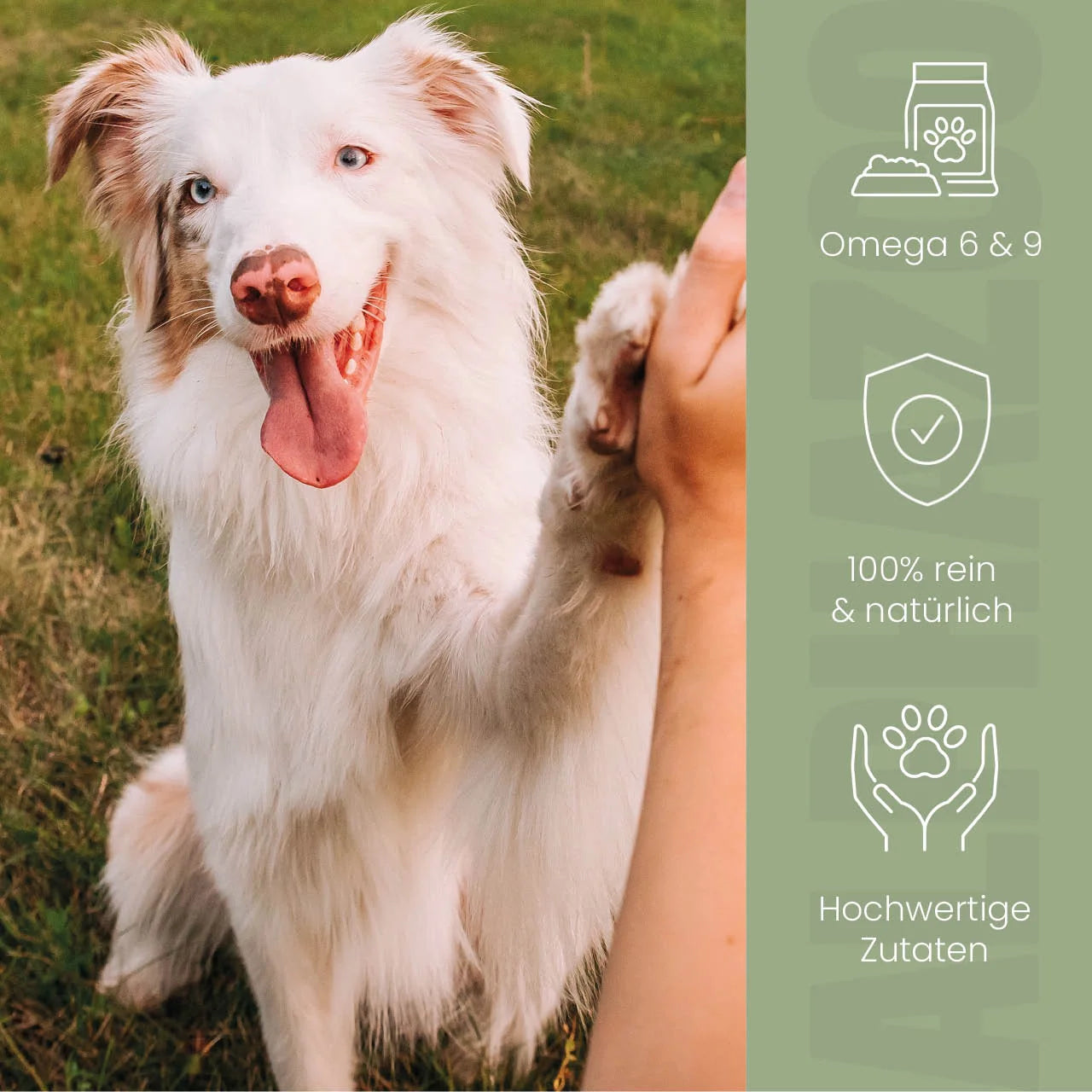 Schwarzkümmelöl für Hunde – kaltgepresst, pur & ohne Zusätze | alphazoo