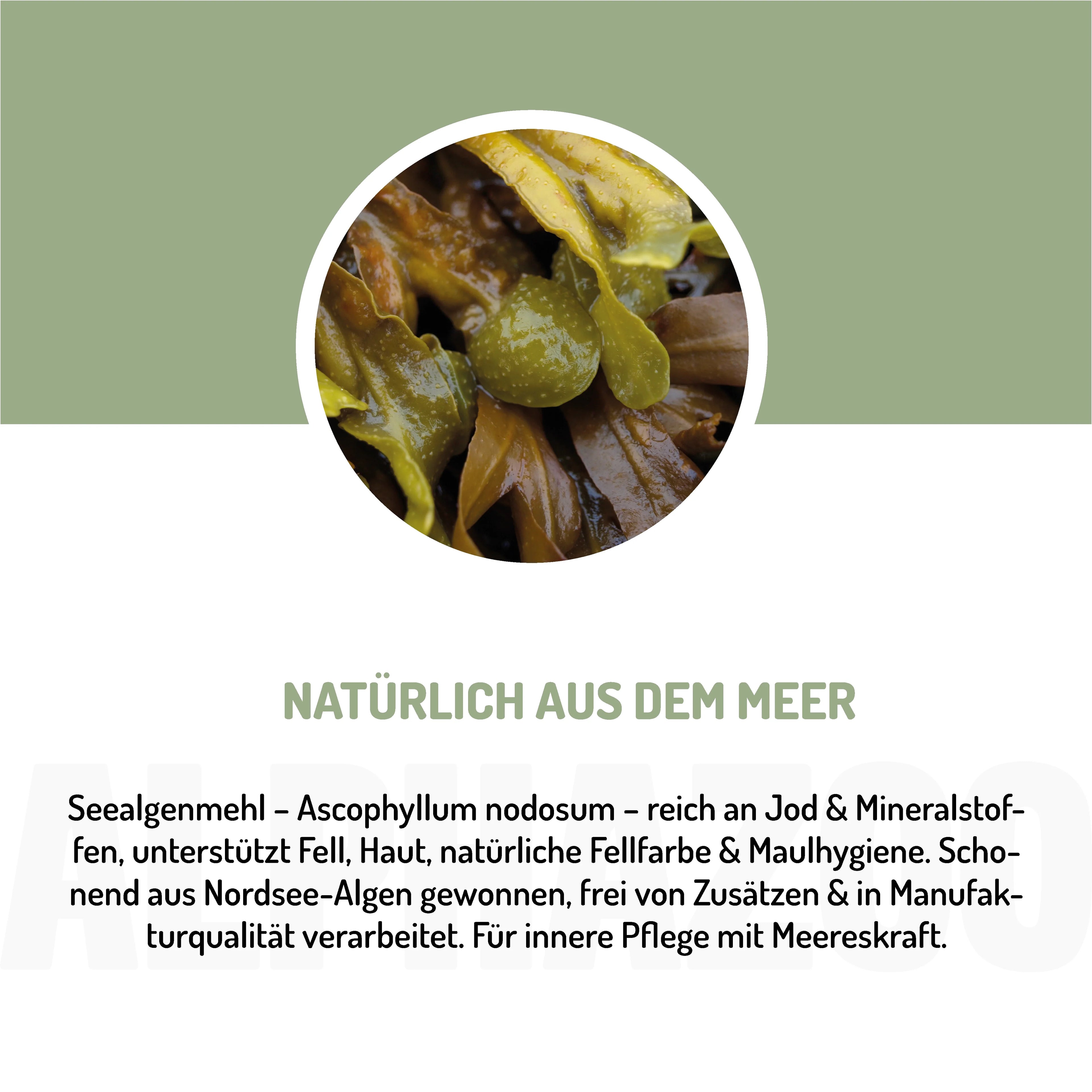 Seealgenmehl für Hunde & Katzen – natürliches Jod für Schilddrüse & Fell