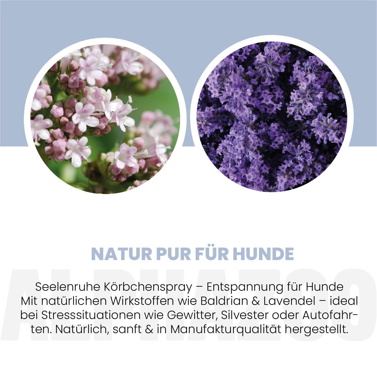 Seelenruhe Körbchenspray für Hunde – mit Baldrian & Lavendel bei Stress & Angst