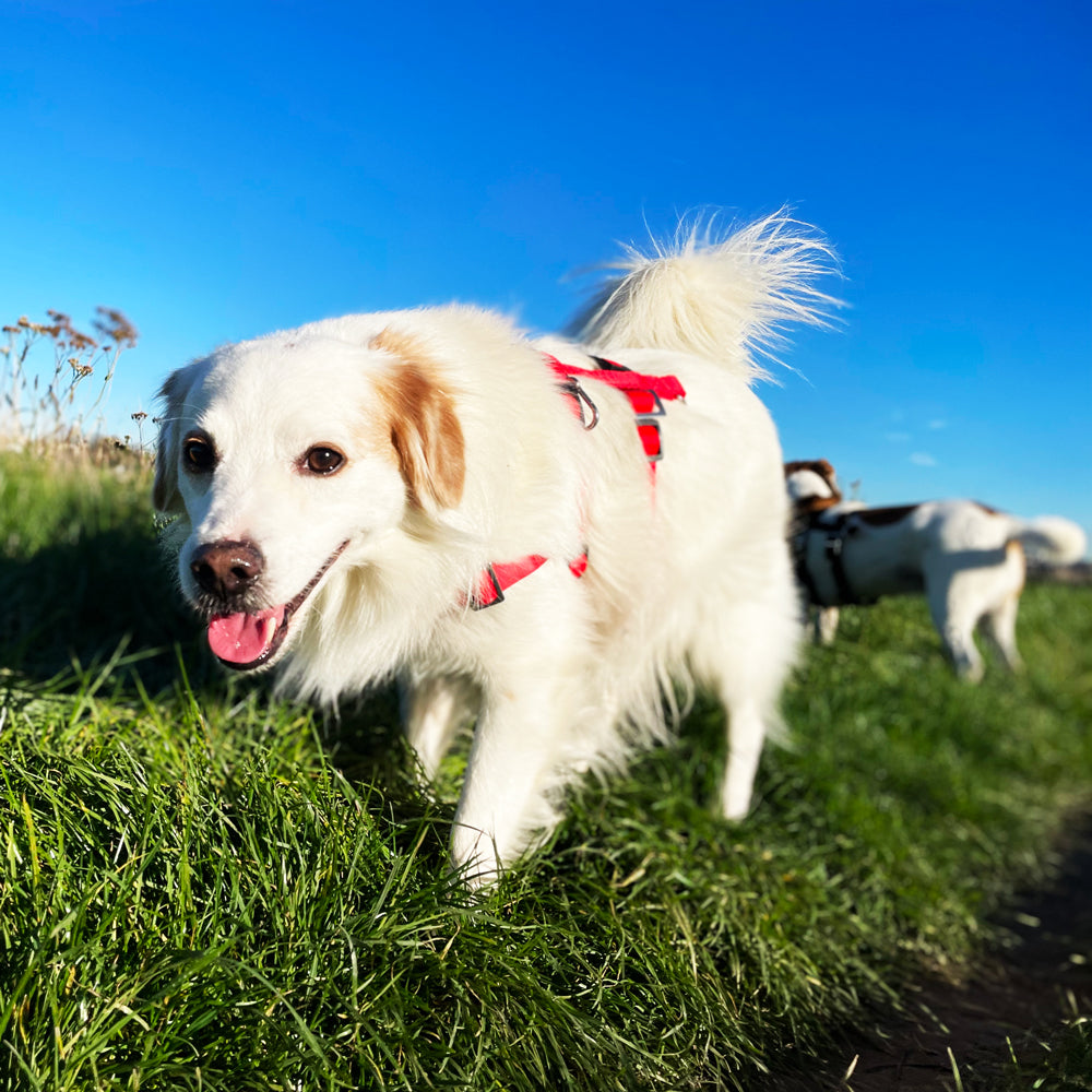 Anti-Stress-Geschirr STURMFREI® Saver für kleine bis mittlere Hunde