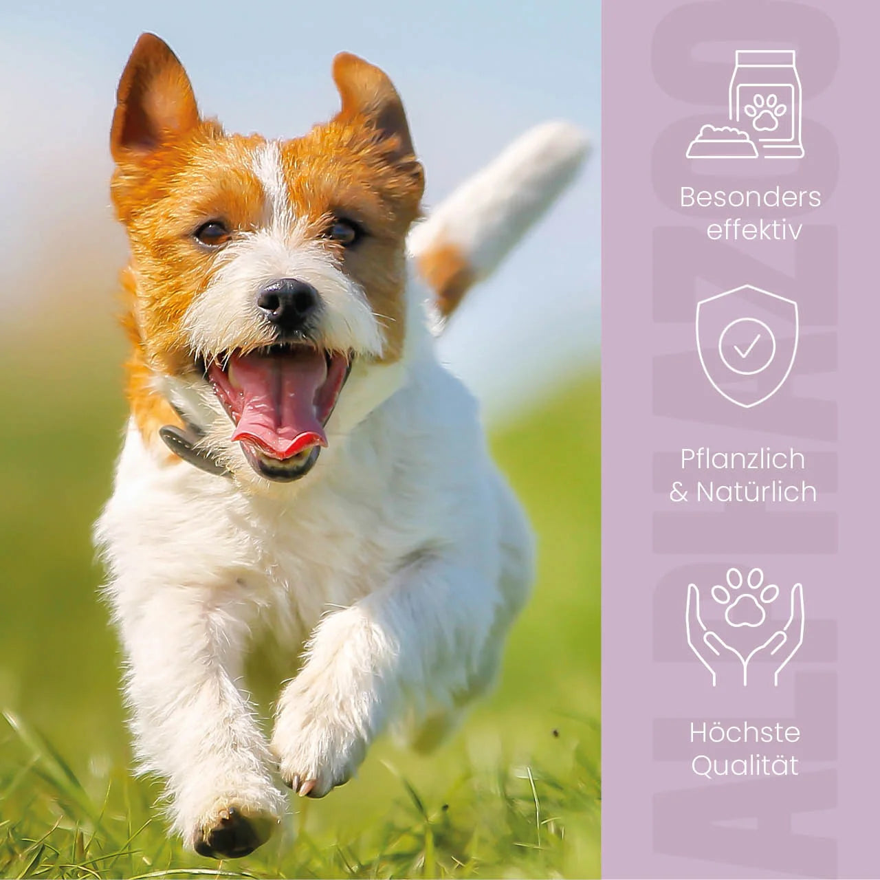 ZeckAttack Spot-On für Hunde – pflanzlich mit Lavendel, Mandel & Zitronen-Eukalyptus